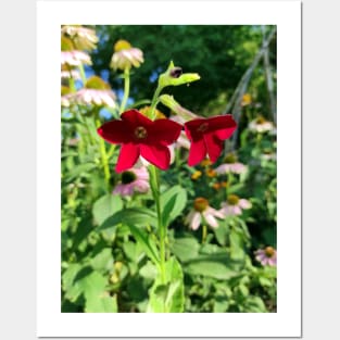 Red ornamental tobacco Posters and Art